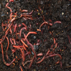 Red Wriggler Composting Worms